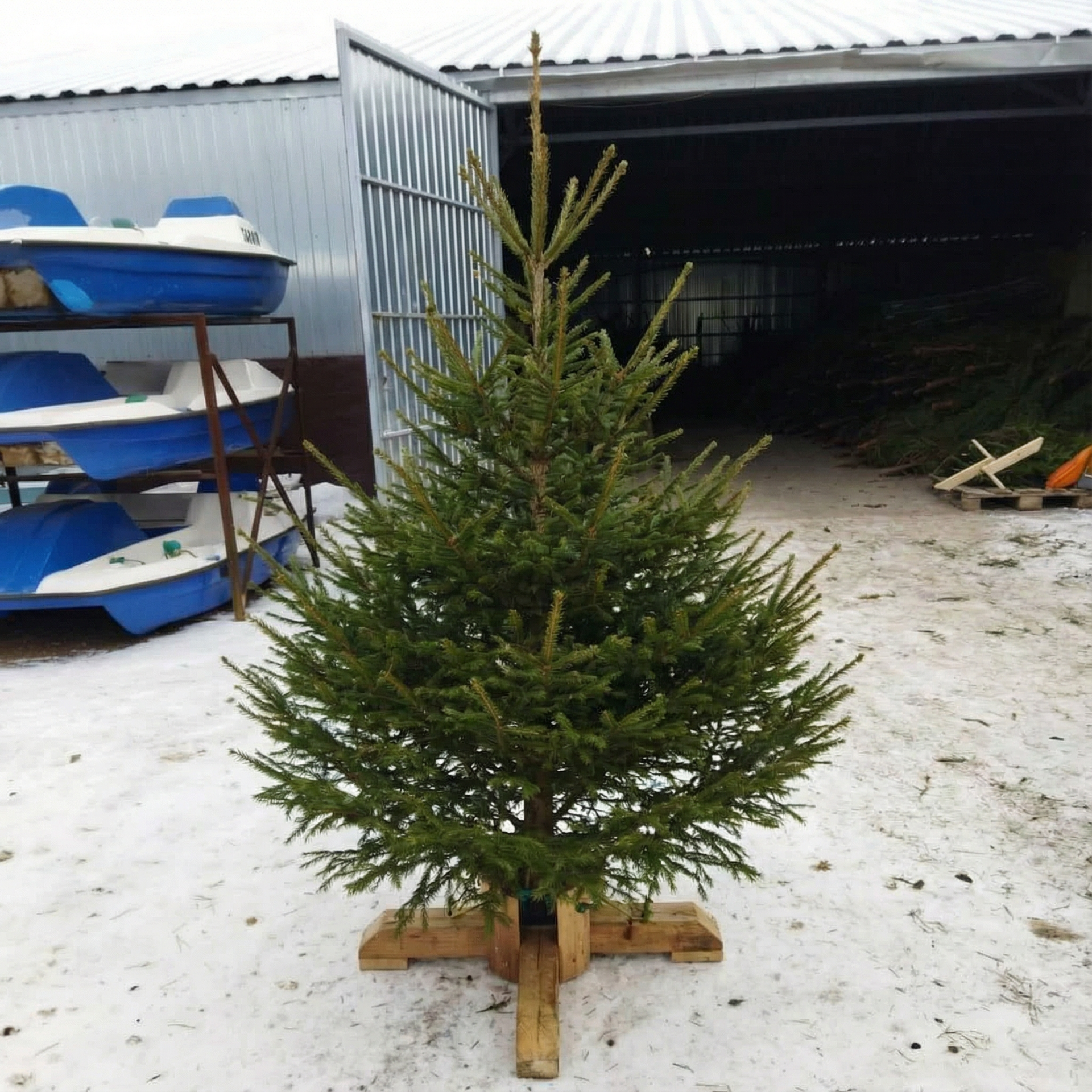 живые елки казань живые елки казань